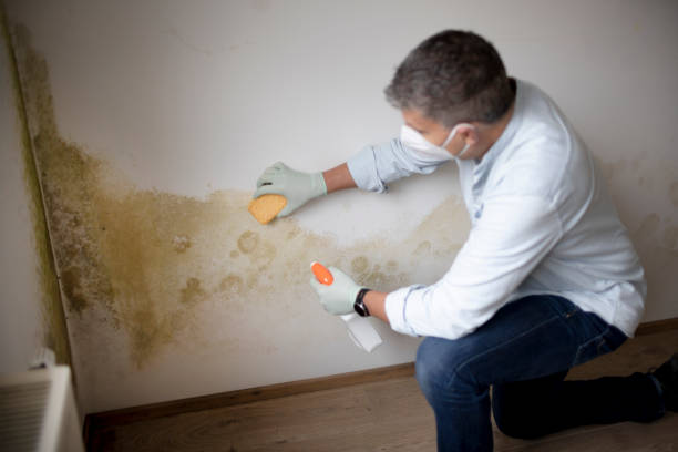 Best Industrial Mold Remediation  in Sebree, KY
